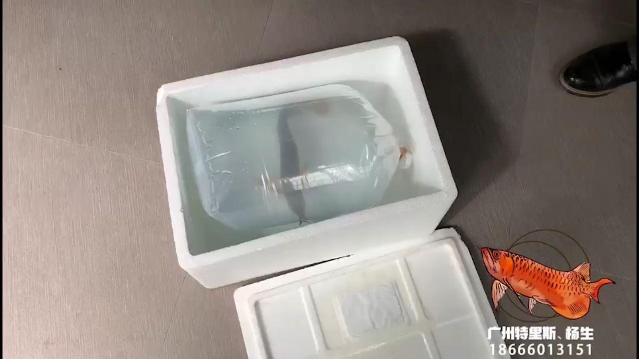 番禺老板一早自提特里斯紅龍魚 番禺老板一早自提特里斯紅龍魚 特里斯紅外線 第2張