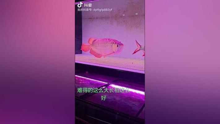 大湖紅龍魚特點描述作文怎么寫：大湖紅龍魚特點描述大湖紅龍魚的作文怎么寫 大湖紅龍魚特點描述作文怎么寫：大湖紅龍魚特點描述大湖紅龍魚的作文怎么寫 大湖紅龍魚百科 第3張