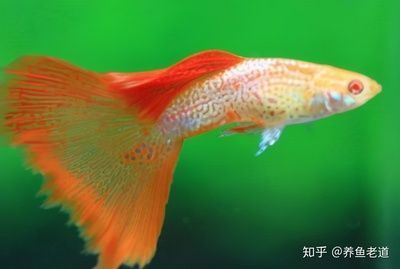 最漂亮的冷水魚(yú)排行榜，10種令人驚嘆的美麗魚(yú)種，10種最令人驚嘆的美麗冷水魚(yú)排行榜 最漂亮的冷水魚(yú)排行榜，10種令人驚嘆的美麗魚(yú)種，10種最令人驚嘆的美麗冷水魚(yú)排行榜 龍魚(yú)百科 第2張