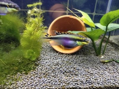 冰封之美，探索最耐寒的觀賞魚及其養護之道，極寒中的絢麗，揭秘最耐寒觀賞魚品種與科學養護技巧