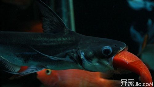冰封之美，探索最耐寒的觀賞魚及其養護之道，極寒中的絢麗，揭秘最耐寒觀賞魚品種與科學養護技巧