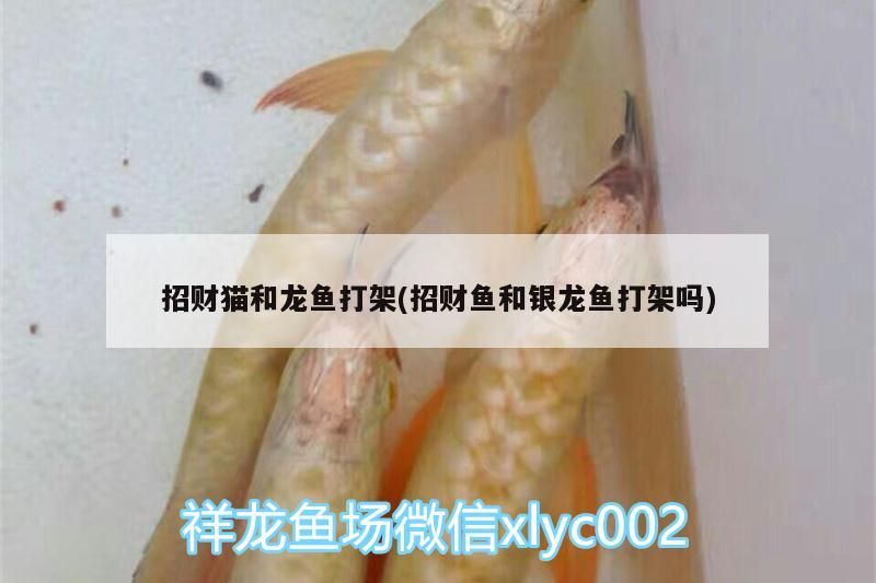 招財貓和龍魚打架(招財魚和銀龍魚打架嗎)
