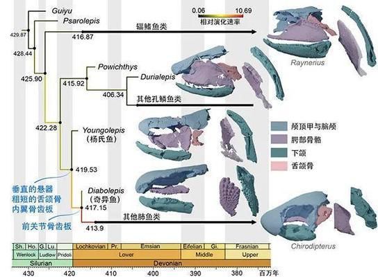 黃曼龍魚突然死亡？揭秘新手養(yǎng)魚常見(jiàn)的致命誤區(qū)，新手養(yǎng)魚必看！黃曼龍魚突然死亡的5大常見(jiàn)誤區(qū)