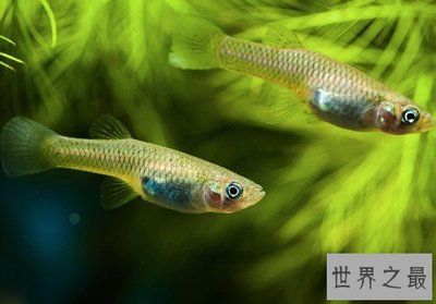 傳統(tǒng)與創(chuàng)新的交織，探訪最近的帆布廠，傳統(tǒng)與創(chuàng)新的碰撞，探訪現(xiàn)代帆布廠的匠心之旅