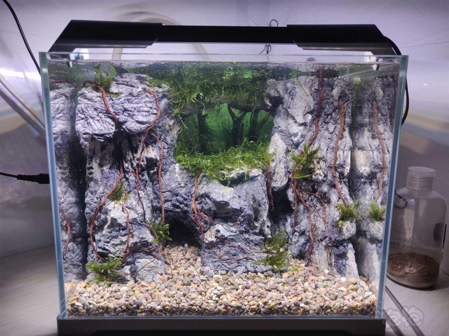30×20魚缸造景：30×20魚缸造景之水草搭配 30×20魚缸造景：30×20魚缸造景之水草搭配 魚缸百科 第2張