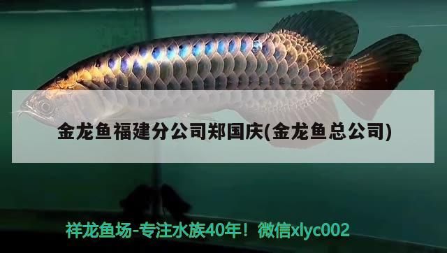 金龍魚福建分公司鄭國慶(金龍魚總公司) 金龍魚福建分公司鄭國慶(金龍魚總公司) 錦鯉魚百科