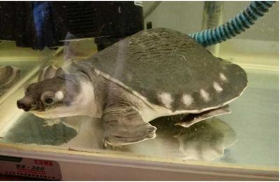 豬鼻龜水溫多少度最好：豬鼻龜適應多少度的水溫 豬鼻龜水溫多少度最好：豬鼻龜適應多少度的水溫 豬鼻龜百科 第3張