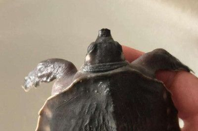 豬鼻龜水溫多少度最好：豬鼻龜適應多少度的水溫 豬鼻龜水溫多少度最好：豬鼻龜適應多少度的水溫 豬鼻龜百科 第5張