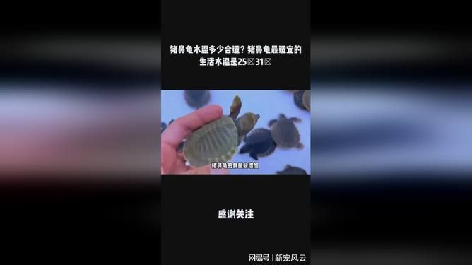 豬鼻龜水溫多少度最好：豬鼻龜適應多少度的水溫 豬鼻龜水溫多少度最好：豬鼻龜適應多少度的水溫 豬鼻龜百科 第7張
