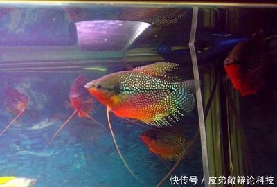鯧科觀賞魚（鯧科觀賞魚具有獨特的外觀和生態(tài)習(xí)性） 鯧科觀賞魚（鯧科觀賞魚具有獨特的外觀和生態(tài)習(xí)性） 特里斯紅外線 第1張