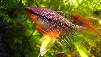 鯧科觀賞魚（鯧科觀賞魚具有獨特的外觀和生態(tài)習(xí)性） 鯧科觀賞魚（鯧科觀賞魚具有獨特的外觀和生態(tài)習(xí)性） 特里斯紅外線 第2張