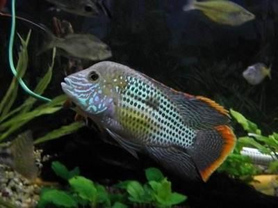 鯧科觀賞魚（鯧科觀賞魚具有獨特的外觀和生態(tài)習(xí)性） 鯧科觀賞魚（鯧科觀賞魚具有獨特的外觀和生態(tài)習(xí)性） 特里斯紅外線 第3張