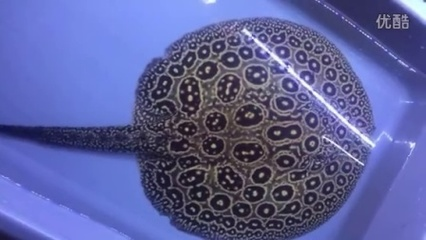 最好養(yǎng)的魚有水就能活，適合初學(xué)者的超強(qiáng)生存力魚類推薦，最適合新手的超強(qiáng)生存力魚類推薦，有水就能活的易養(yǎng)魚種