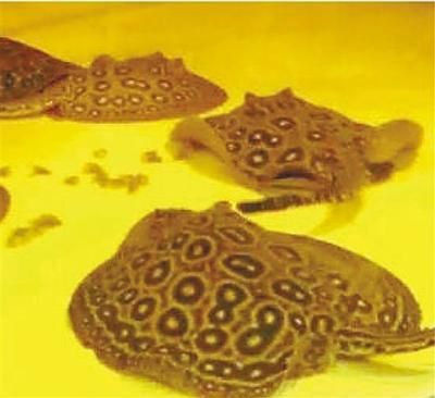 最好養(yǎng)的魚，不用打氧過濾也能輕松養(yǎng)活的品種，10種最好養(yǎng)的魚，無需打氧過濾也能輕松存活