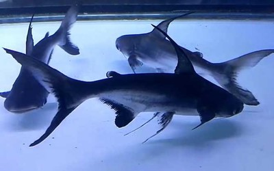 最好養(yǎng)的魚，不用打氧過濾也能輕松養(yǎng)活的品種，10種最好養(yǎng)的魚，無需打氧過濾也能輕松存活