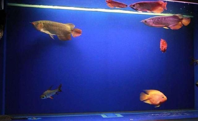 最好養的小魚，適合初學者的低維護水族寵物，10種最好養的小魚，初學者低維護水族寵物推薦