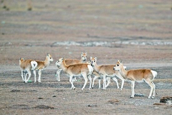 最好養的熱帶魚，新手魚友的完美選擇，最適合新手飼養的5種熱帶魚，輕松養出漂亮魚缸！