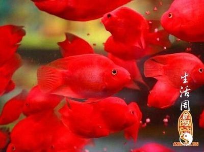 真正的金龍魚圖片大全大圖欣賞視頻：探尋真正的金龍魚，絕美圖片大全，領略非凡風姿