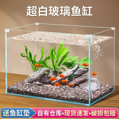 最好養(yǎng)的冷水觀賞魚排行榜，新手入門首選，新手必看！十大最好養(yǎng)的冷水觀賞魚推薦榜