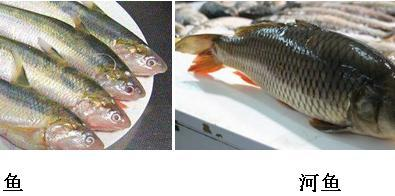 金龍魚葵花籽油產品標準號：探尋真正的金龍魚葵花籽油生產編號之謎