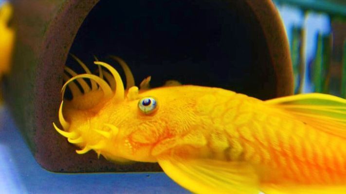 觀賞魚紅眼睛四根胡須（紅眼魚的起源與分布）