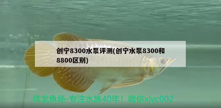 創寧8300水泵評測(創寧水泵8300和8800區別)
