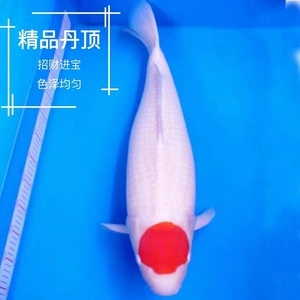 最好的龍魚品種，探索頂級龍魚的魅力與選擇指南，頂級龍魚品種鑒賞與選購指南，揭秘最佳龍魚的魅力所在