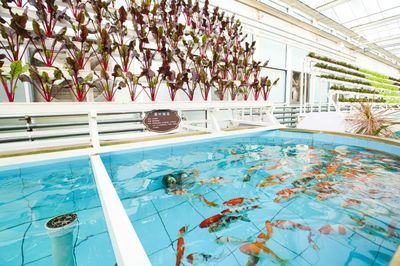 最好的龍魚品種，探索頂級龍魚的魅力與選擇指南，頂級龍魚品種鑒賞與選購指南，揭秘最佳龍魚的魅力所在