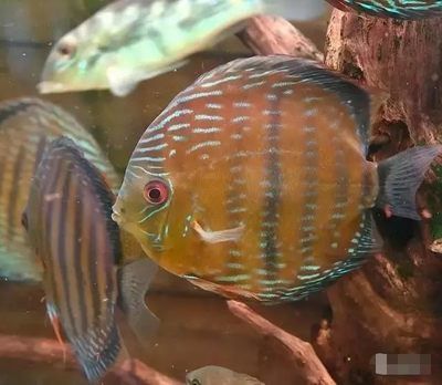 珍珠龍魚與金龍魚區(qū)別在哪：珍珠龍魚與金龍魚，水族世界的雙璧之爭