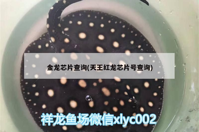 金龍芯片查詢(天王紅龍芯片號(hào)查詢) 金龍芯片查詢(天王紅龍芯片號(hào)查詢) 天王紅龍