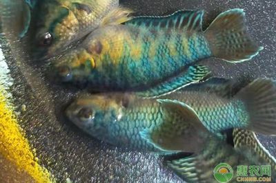 好看又好養(yǎng)的觀賞魚(yú)（斑馬神仙觀賞魚(yú)飼養(yǎng)起來(lái)相對(duì)簡(jiǎn)單說(shuō)下特征:斑馬神仙）