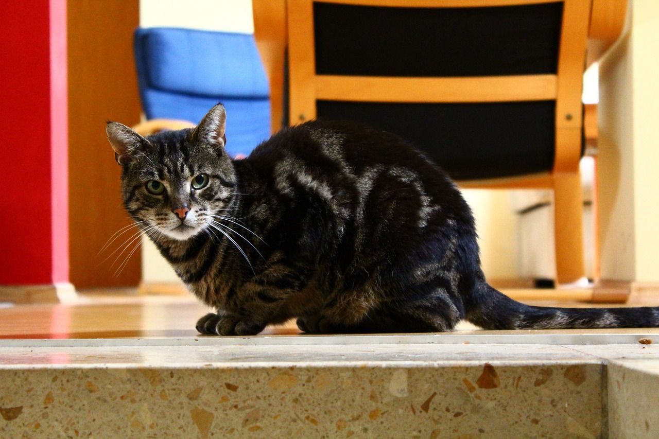 黃金貓和招財(cái)貓魚(yú)的區(qū)別是什么意思（黃金貓和招財(cái)貓魚(yú)的區(qū)別是什么意思啊） 黃金貓和招財(cái)貓魚(yú)的區(qū)別是什么意思（黃金貓和招財(cái)貓魚(yú)的區(qū)別是什么意思啊） 黃金貓魚(yú)百科 第3張