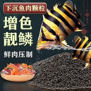 珍珠龍魚能養多大的魚：珍珠龍魚，探尋其生長極限