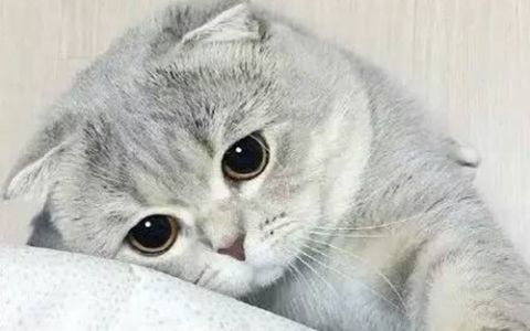 最貴的龍魚，水中貴族的奢華世界，天價(jià)龍魚，揭秘水中貴族千萬(wàn)身價(jià)的奢華之謎