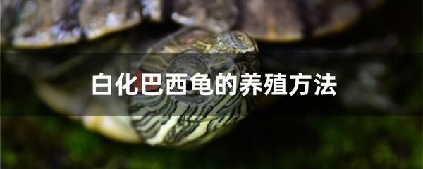 最常見的十種海魚及其特點，最常見的十種海魚及其特點