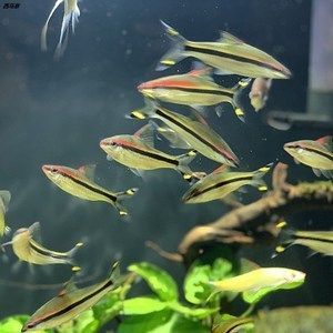 白化一眉道人魚報價(白化一眉道人魚的價格) 帝龍漁業 第4張 白化一眉道人魚報價(白化一眉道人魚的價格) 白化一眉道人魚報價(白化一眉道人魚的價格) 帝龍漁業 第4張