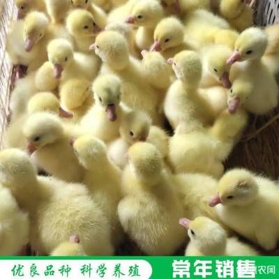 自然風景圖片，捕捉大自然的壯麗與寧靜，壯麗與寧靜，自然風景的絕美瞬間