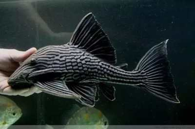 浙江龍魚是什么魚種類圖片：探秘浙江龍魚，獨(dú)特水域的神秘精靈