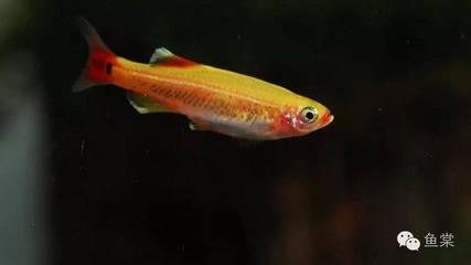 自來水養(yǎng)天使魚好不好？全面解析與實(shí)用建議，自來水養(yǎng)天使魚，全面解析與實(shí)用建議