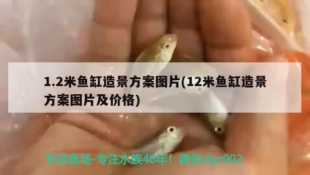 鼠魚吃蝦嗎吃活餌嗎 鼠魚吃蝦嗎吃活餌嗎 速倍妥魚糧魚藥 第2張