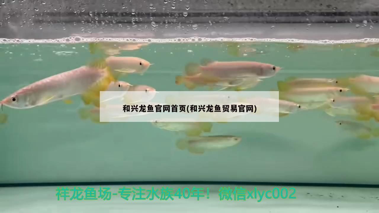 和興龍魚官網首頁(和興龍魚貿易官網) 和興龍魚官網首頁(和興龍魚貿易官網) 和興紅龍