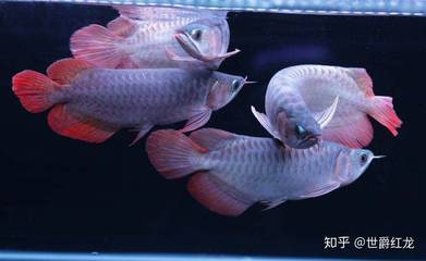 自來水放什么魚不會死？適合自來水養(yǎng)殖的魚類推薦，適合自來水養(yǎng)殖的魚類推薦，哪些魚能在自來水中存活？ 自來水放什么魚不會死？適合自來水養(yǎng)殖的魚類推薦，適合自來水養(yǎng)殖的魚類推薦，哪些魚能在自來水中存活？ 龍魚百科 第2張