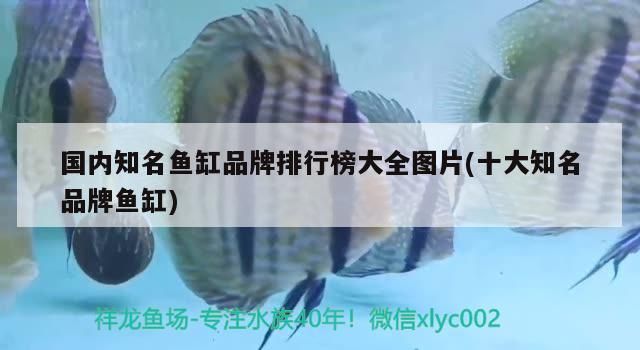 國內知名魚缸品牌排行榜大全圖片(十大知名品牌魚缸)
