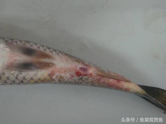 自來(lái)水除氯最快方法，全面解析與實(shí)用技巧，自來(lái)水除氯最快方法，全面解析與實(shí)用技巧