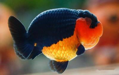 自來水TDS多少正常？了解TDS值對健康的影響，自來水TDS值標準及健康影響解析