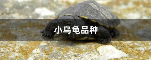 豬鼻龜是國家保護動物嗎？：豬鼻龜是幾級保護動物