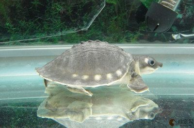 豬鼻龜是國家保護動物嗎？：豬鼻龜是幾級保護動物