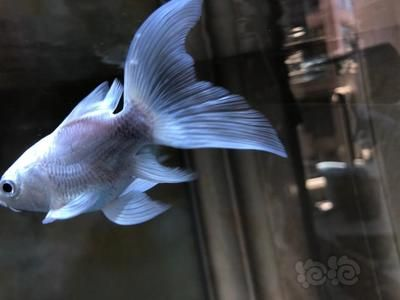 那種蝴蝶鯉最好看（蝴蝶鯉品種鑒賞） 那種蝴蝶鯉最好看（蝴蝶鯉品種鑒賞） 蝴蝶鯉百科 第2張