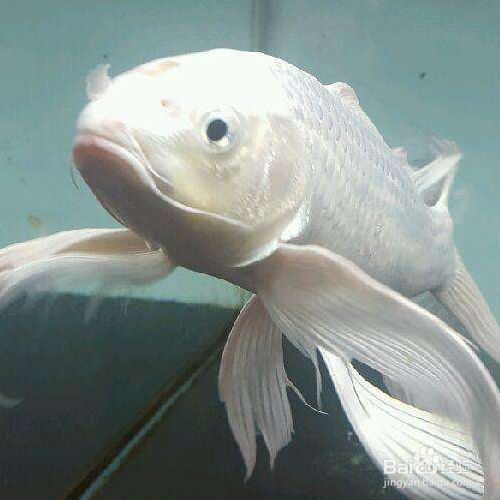 那種蝴蝶鯉最好看（蝴蝶鯉品種鑒賞）