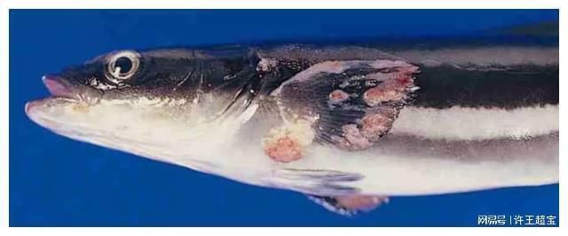 自家打的井水去哪里檢測？全面指南與注意事項，自家井水檢測指南，權威機構推薦與注意事項